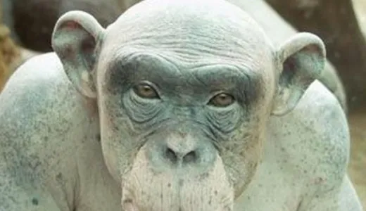 🔫🤨 БОМЖАТСКАЯ РЕЗНЯ! 🐷👍 BoxPvP😈 сервер Майнкрафт | bestgames.to