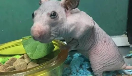 🔫🤨 БОМЖАТСКАЯ РЕЗНЯ! 🐷👍 BoxPvP😈 сервер Майнкрафт | bestgames.to